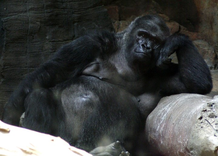 The Gorilla exhibit at the Henry Doorly Zoo is AMAZING!
